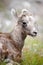 Young bighorn sheep