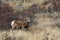 Young Bighorn sheep