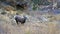 Young Bighorn sheep on the Bright Angel trail