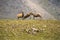 Young Bighorn Sheep butting heads on a mountainside in Colorado