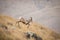 Young Bighorn Sheep Ram Jumping off of a Rock