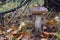 Young birch bolete Leccinum scabrum mushroom, known as the rough-stemmed bolete, or scaber stalk close up picture in the summer