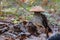 Young birch bolete Leccinum scabrum mushroom, known as the rough-stemmed bolete, or scaber stalk close up picture in the summer