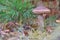 Young birch bolete Leccinum scabrum mushroom, known as the rough-stemmed bolete, or scaber stalk close up picture in the summer