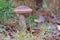 Young birch bolete Leccinum scabrum mushroom, known as the rough-stemmed bolete, or scaber stalk close up picture in the summer