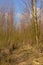 Young birch forest on a sunny winter day