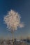 Young birch tree covered with hoarfrost on the background of blue sky