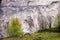 Young birch trees on the edge of the pit from lignite brown coa