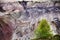 Young birch trees in front of the ruined layers of soil with lan