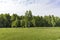 Young birch trees on a meadow at the edge of the forest clear Sunny morning.