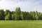 Young birch trees on a meadow at the edge of the forest clear Sunny morning.