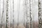 Young birches with black and white birch bark in spring in birch grove in foggy weather