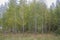 Young birches on a glade