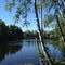 Young birches grow along the shores of the lake