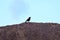 Young bird black perched on one wall