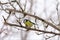 Young bird chickadee with blue feathers