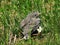 Young bird in green grass on high mountain meadow the Swiss alpine area of the St. Gotthard Pass Gotthardpass, Airolo