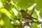 Young bird hides among the leaves on the branch