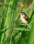 Young Bird on lemongrass