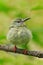 Young bird in nature habitat. Lost lonely fledgling sitting on branch. Red-legged Honeycreeper, Cyanerpes cyaneus, exotic tropic b