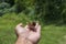 Young Bird Nestling House Sparrow Chick