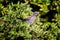 Young bird perched on green bush.