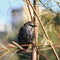 Young bird Starling flew on a branch in the Park in early spri