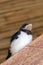 Young bird of swallow sits on wooden beam