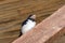 Young bird of swallow sits on wooden beam