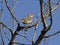 The young bird of the Tawny Pipit sitting deep in the bush.