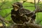 Young bird thrush hid in pine branches