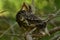 Young bird thrush perched on a pine branch with a haughty look