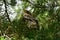 Young bird thrush in the shade of green pine branches