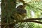 Young bird thrush  in sunlight on a tree in pine branches