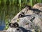 Young birds of common goldeneye