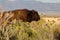 Young Bison on Antelope Island