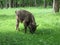 Young bison in birch forest in summer