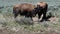 Young Bison Bulls fighting in Hayden Valley in Yellowstone National Park USA