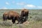 Young Bison Bulls horning each other in Hayden Valley in Yellowstone National Park