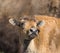 YOUNG BISON CALF PORTRAIT STOCK IMAGE