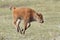 Young Bison Calf running in Yellowstone