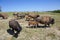 Young Bison Chews on Blade of Grass in summer field