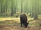 Young bison child pasturing on the meadow