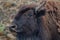 Young bison closeup in Yellowstone National Park