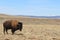 Young bison on the Colorado-Wyoming Border