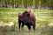 A young bison in Elk Island National Park Alberta Canada