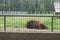 A young bison in an enclosure in Belovezhskaya Pushcha. Lies on the grass