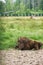 A young bison in an enclosure in Belovezhskaya Pushcha. Lies on the grass