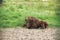 A young bison in an enclosure in Belovezhskaya Pushcha. Lies on the grass