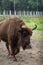 A young bison in an enclosure in Belovezhskaya Pushcha. Walks around the aviary
